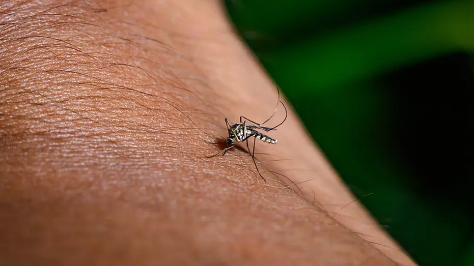 Close-up of a mosquito feeding on a person’s arm