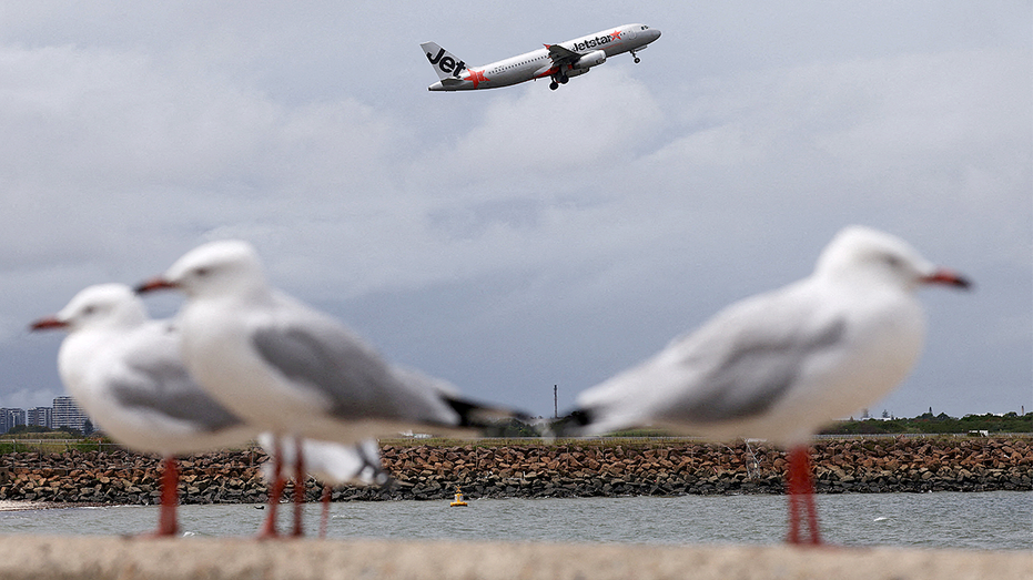 Seagulls stand on a wall overlooking the Sydney Airport as a Jetstar Airbus A320 takes off