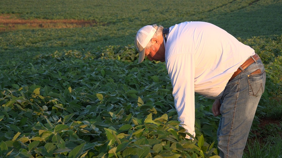 Kentucky Soy Farmer in Field