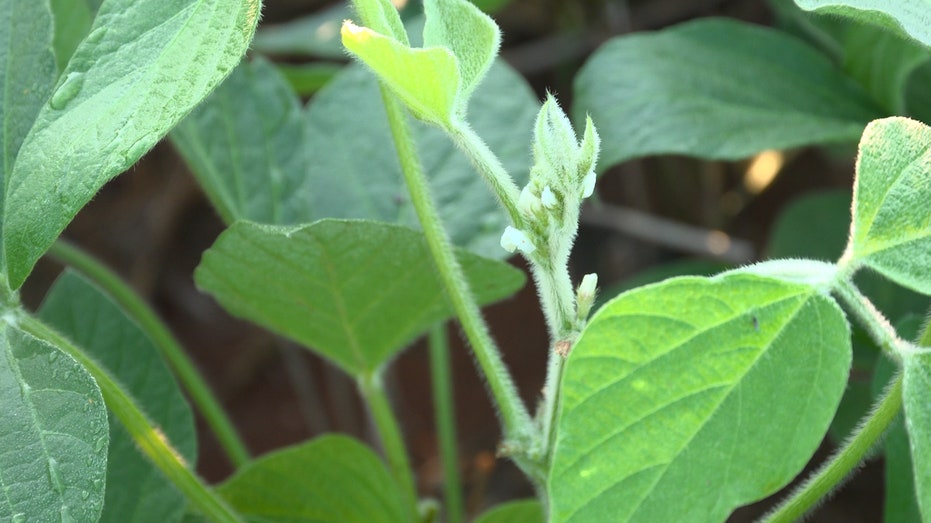 Soybean crop in Kentucky