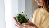 Broccoli sprouts linked to salmonella outbreak recalled after 22 are sickened