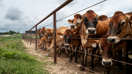 US farmer says he is &lsquo;not excited' as imported beef debate escalates - Fox Business News