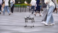 A girl walks a robot dog on the street on March 12, 2022 in Chengdu, Sichuan Province of China. - Fox News