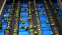 Avocados on the production line are seen at a packing plant