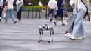A girl walks a robot dog on the street on March 12, 2022 in Chengdu, Sichuan Province of China.  - Fox Business News