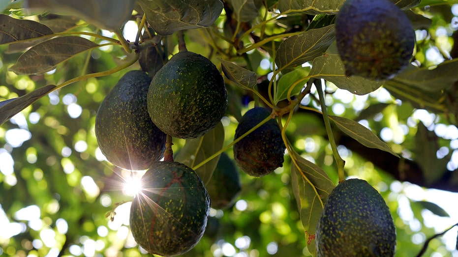 Avocados on a tree are seen at a farm in the municipality