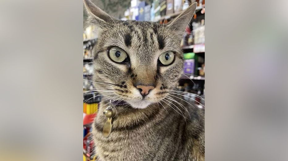KitKat, a tabby cat wearing a collar with a bell, pictured inside a store