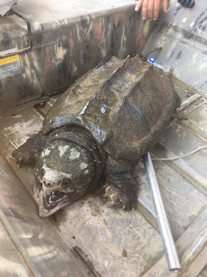 oklahoma fishermen catch behemoth alligator snapping turtle fox news