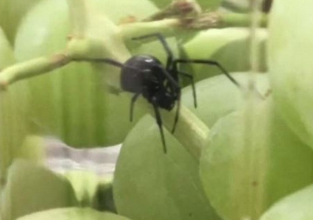 connecticut woman finds black widow spider in bag of grapes fox news