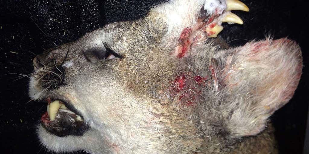 Mountain lion found with unusual deformity | Fox News Mountain lion found with unusual deformity | Fox News