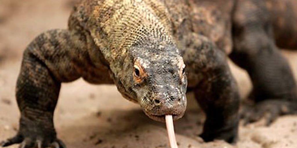 Варан качок. Варан дракон с острова комодо. Ящерица варан. Вараны острова комодо. Комодский варан против.