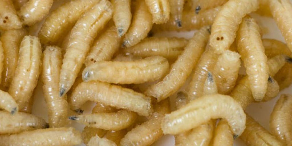 Maggot infestation saves man's life