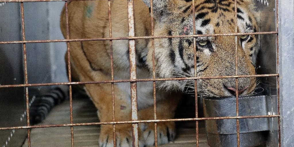 Zumaya finds Tiger role tougher