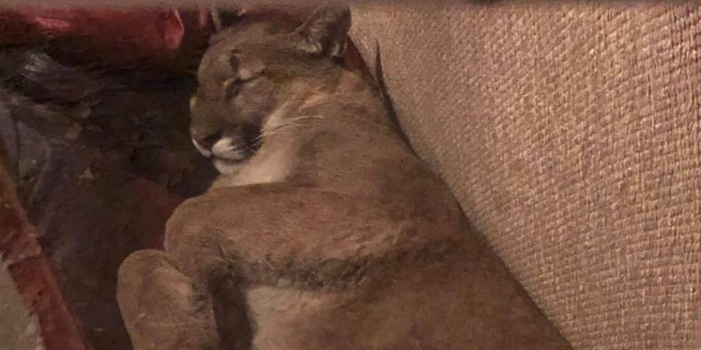 Oregon Woman Finds Mountain Lion Napping In Her Home This Is Wild Fox News