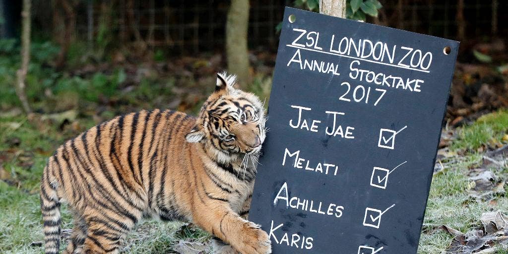 Zoo cab. London Zoo.