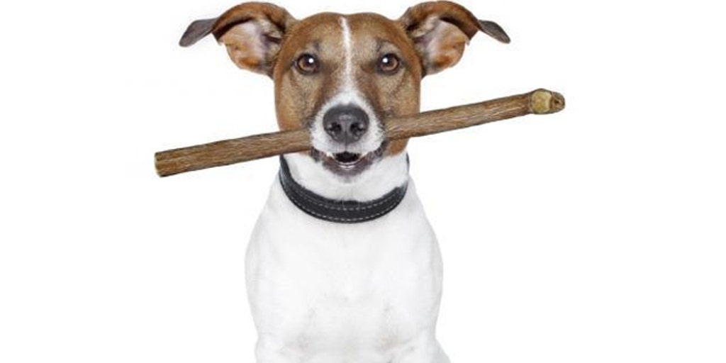 dog bully sticks