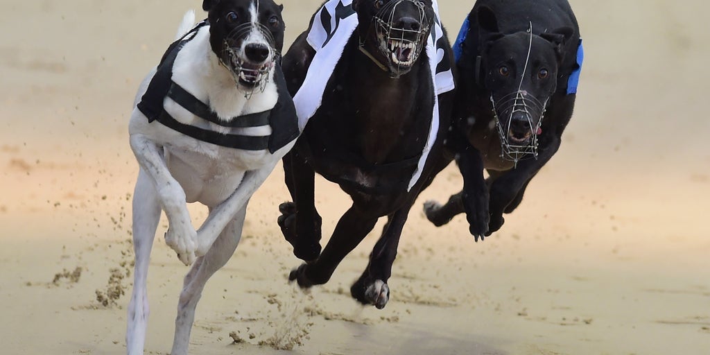 Romford greyhounds betting einflation and cryptocurrency