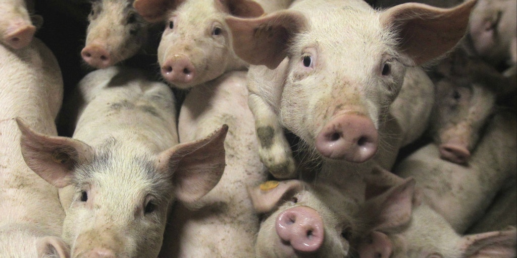 Why Pigs Are So Valuable For Medical Research Fox News