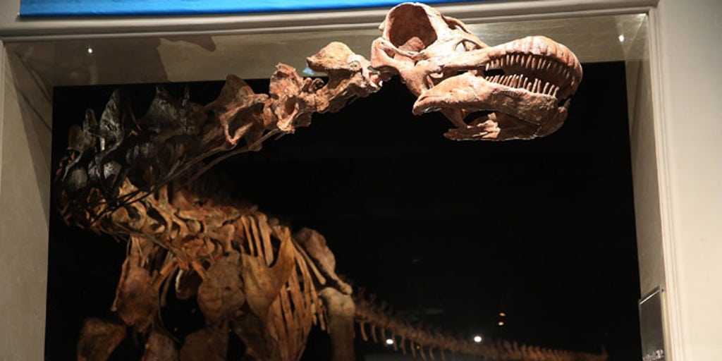 Enormous Argentinian dinosaur unveiled at NYC's American Museum of