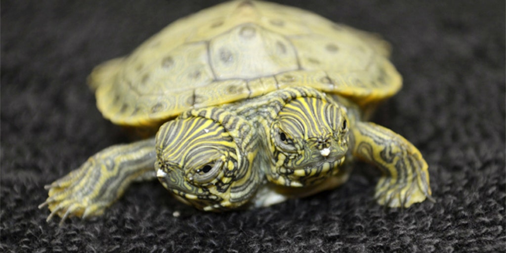 Welcome Thelma and Louise: San Antonio Zoo announces hatching of two-headed ...