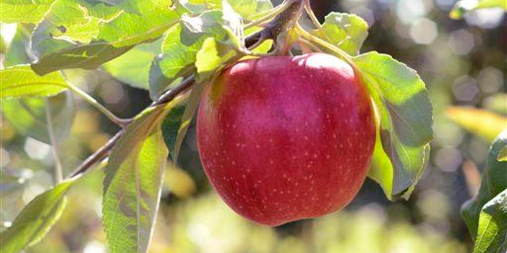 Apple a day ... and 4 other great fall food choices that are healthy and delicious - Vimarsana News
