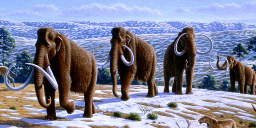 廃盤 新品　 Maximus Mammoth マンモス WoolyMammothArtist1.jpg?ve=1&tl=1