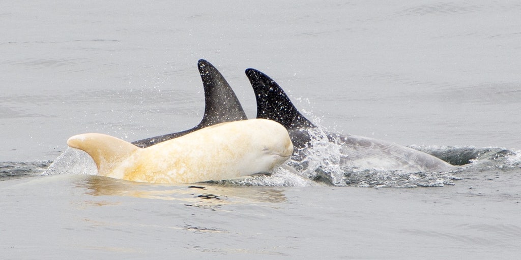 Как выглядят белые касатки Rare albino dolphin spotted off California coast Fox News