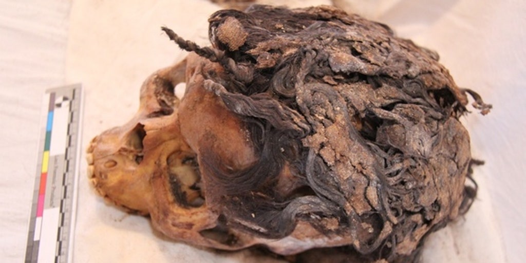 Ancient Egyptian woman with 70 hair extensions discovered | Fox News