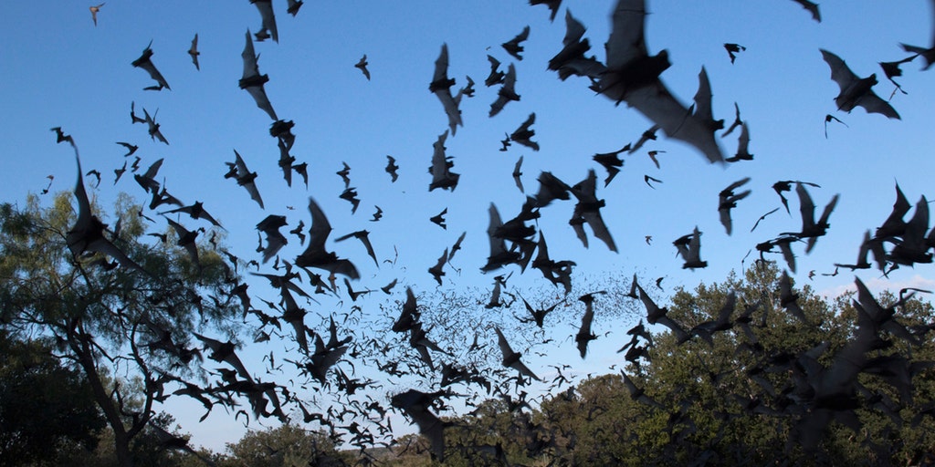Texas capital Austin looks to hire full-time bat biologist to track its massive colony of the flying mammals - Vimarsana News