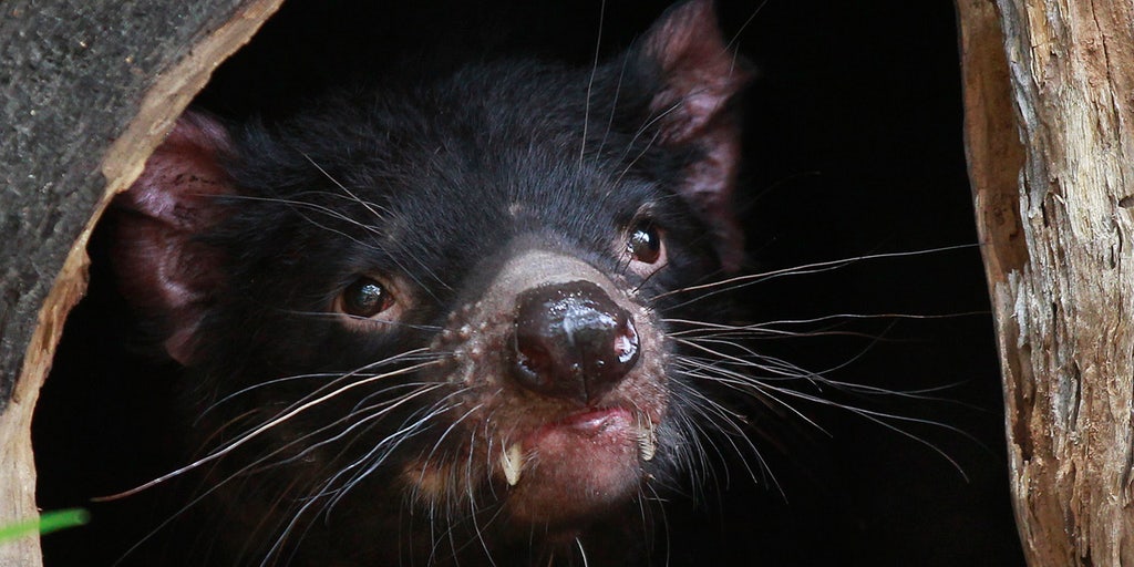 Tasmanian devils 'adapting to coexist with cancer' - BBC News