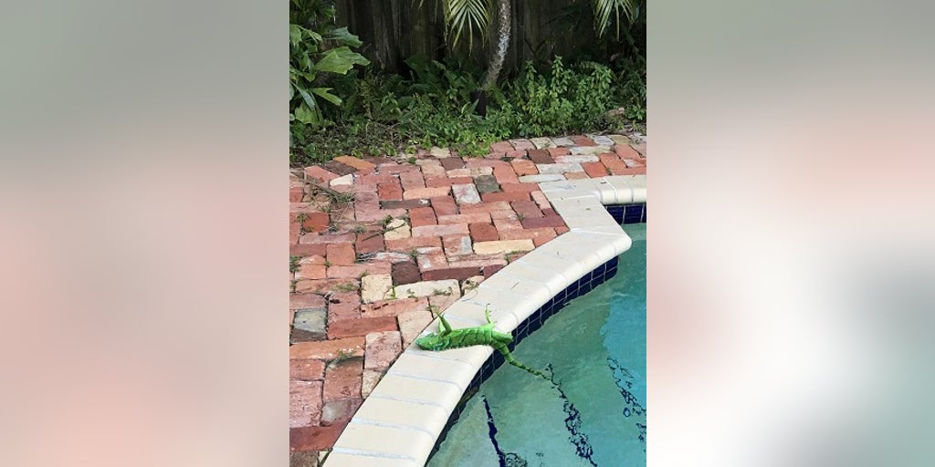 db31677d-iguana.jpg?ve=1&tl=1