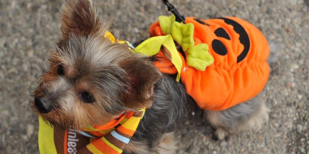 The 9 Cutest Dog Costumes We Spotted at the San Francisco Dog Show