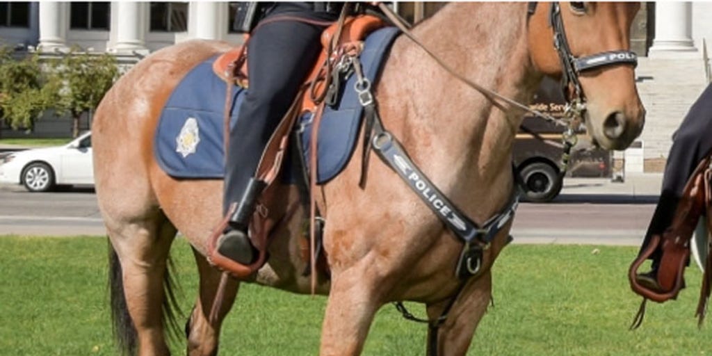 Denver police horse dies after officer forgot he was tied in stall ...