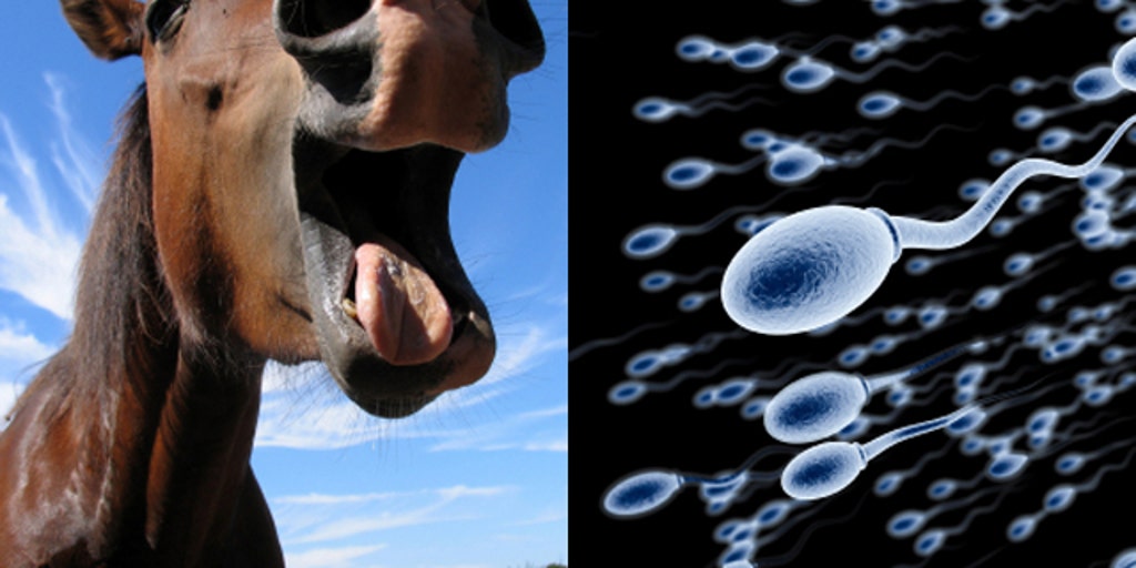 Horse Semen Shots a Hit With Kiwi Connoisseurs.