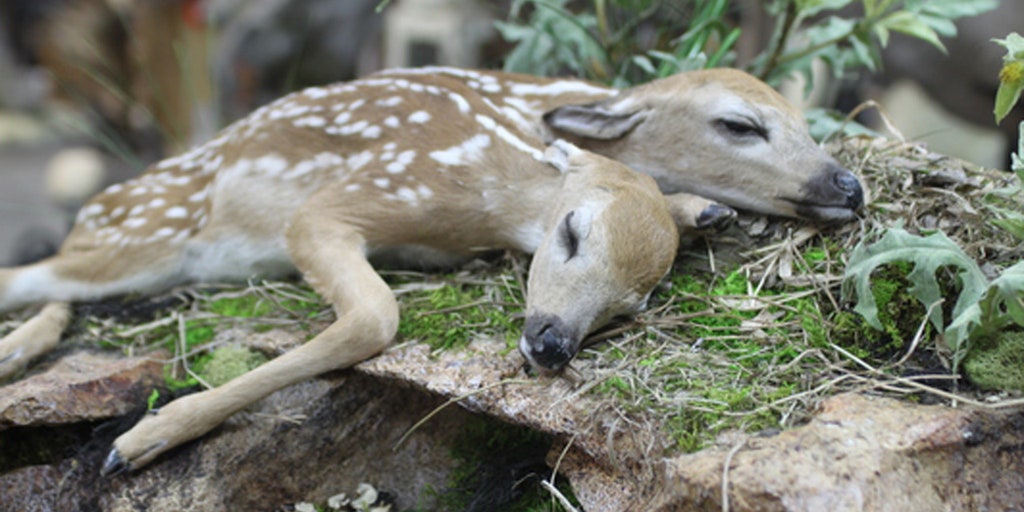 Two Headed Fawn Found In Minnesota Forest Shows Rare Wildlife Deformity Fox News Two Headed Fawn Found In Minnesota Forest Shows Rare Wildlife Deformity Fox News