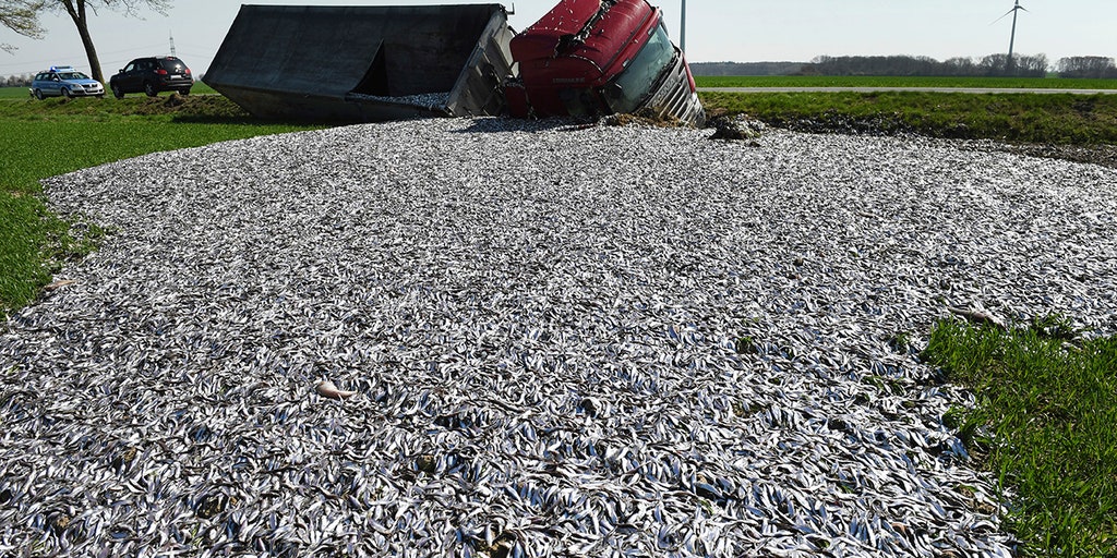 Truck spills tons of fish onto farmer's field | Fox News