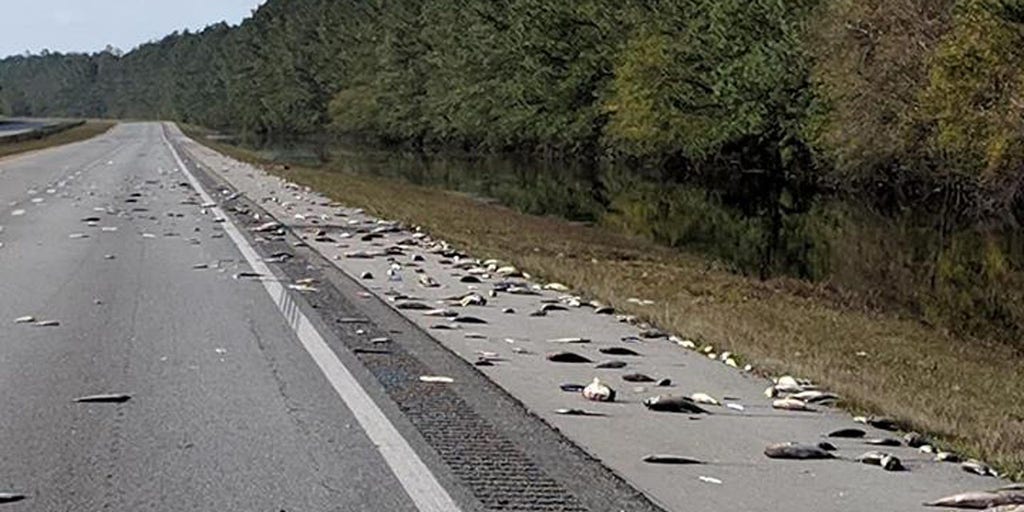 Hundreds of fish stranded on I-40 after Hurricane Florence floodwaters  recede