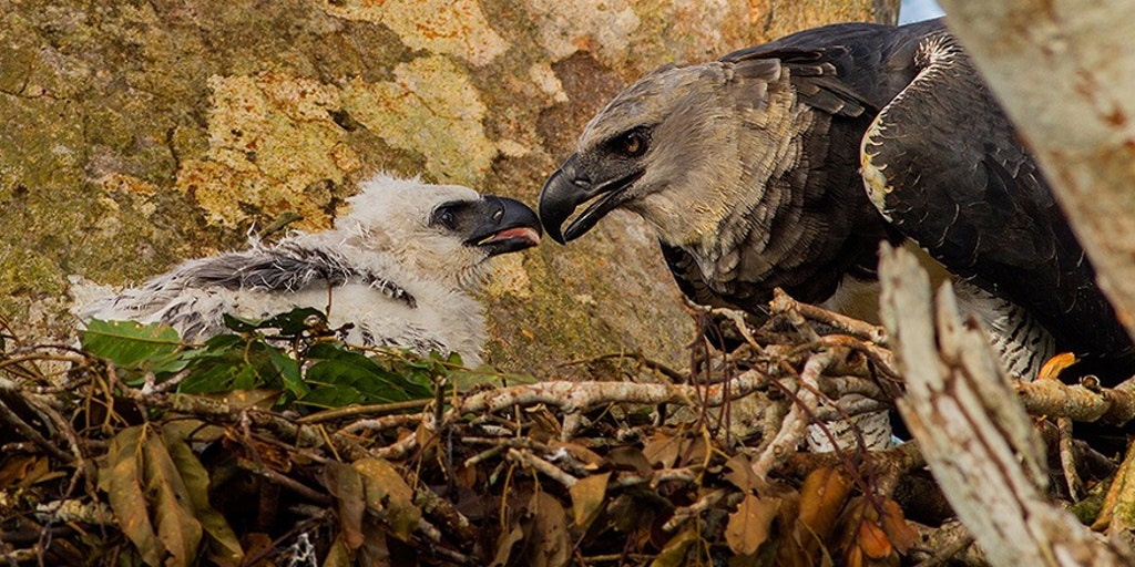 Curiosity Is Killing Harpy Eagles in Central and South America - EcoWatch