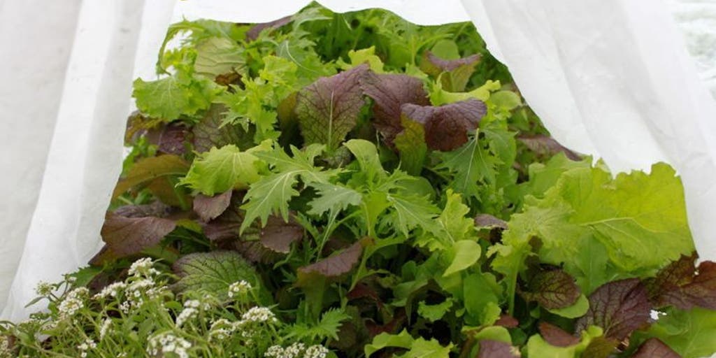 9 Ways To Protect Your Plants From Frost Fox News