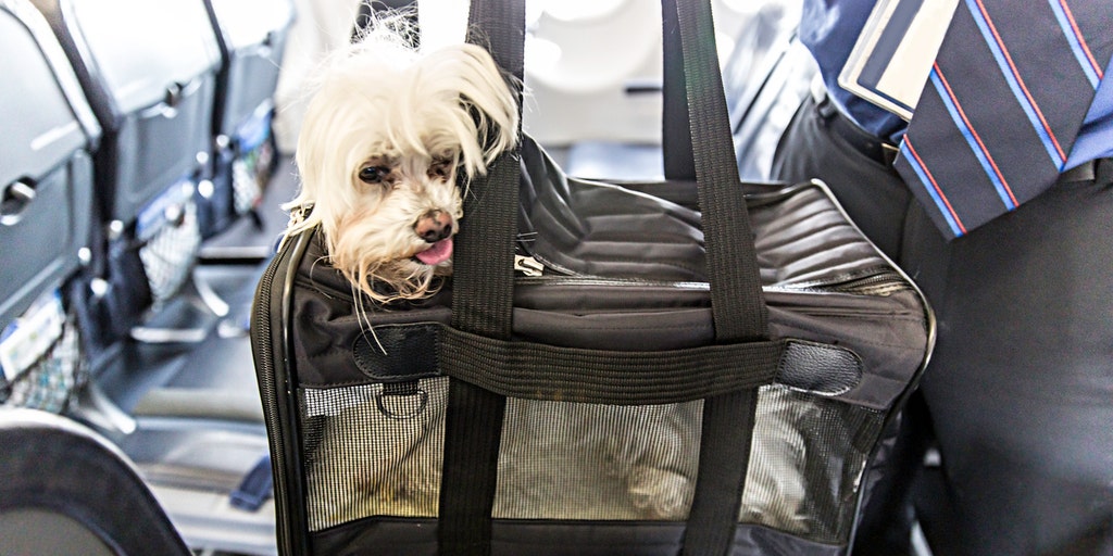 do dogs like air travel