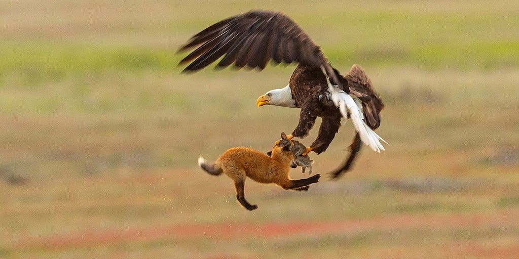 Eagle Snatches Fox Holding Rabbit In Mouth In Dramatic