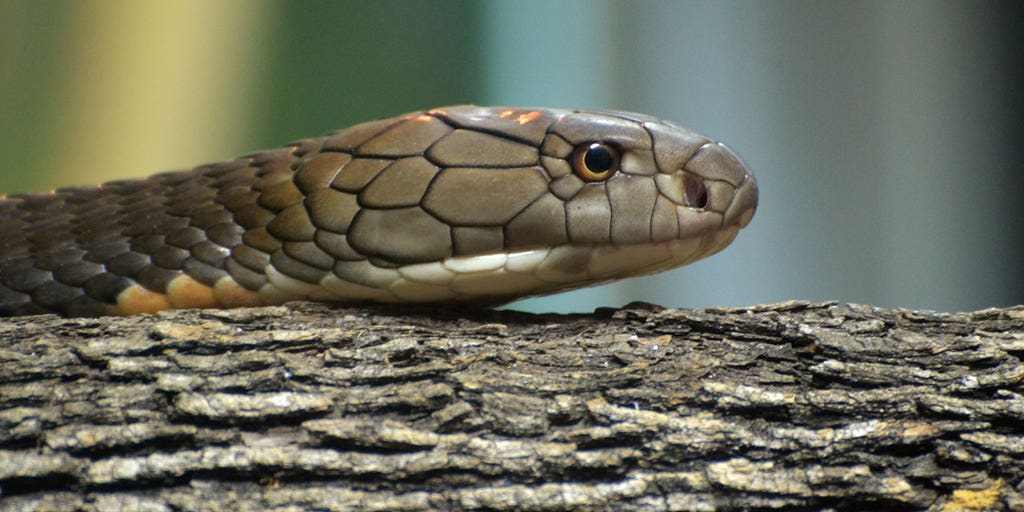 Indian man sentenced to life after killing wife with cobra - Vimarsana News