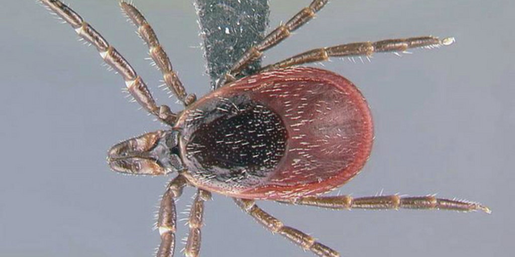 Ticks that can carry Lyme disease are spreading across US | Fox News