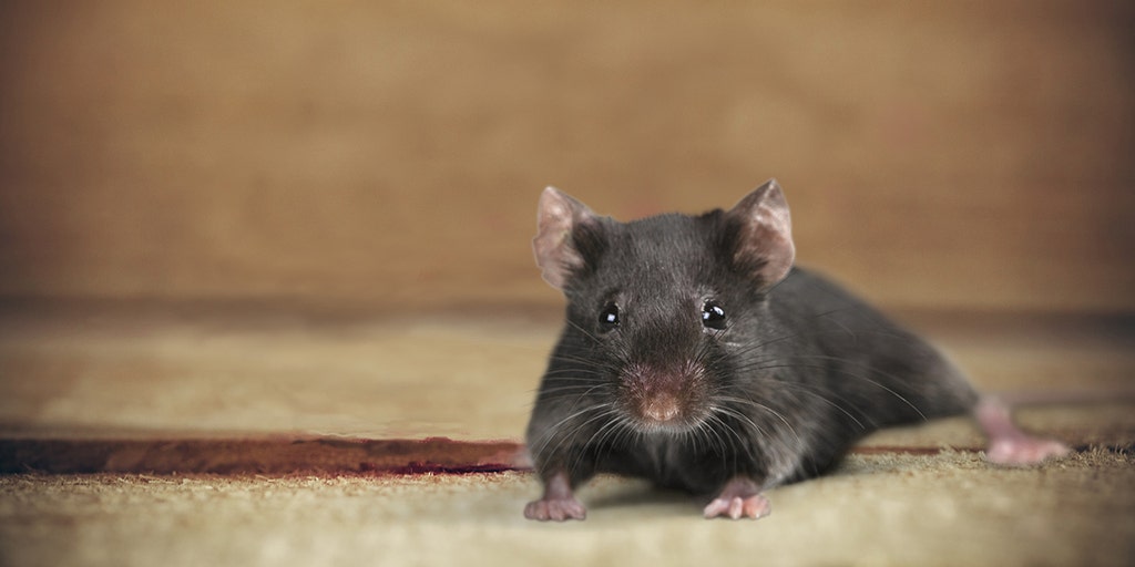 This Surprising Hack Will Keep Mice Away For Good 