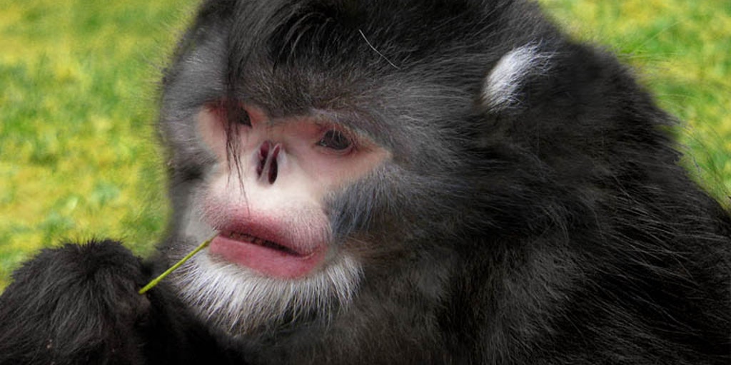 NOVITA ノビタ　NATUNATURAL MOUNTAIN MONKEYS NOVITA ノビタ NATUNATURAL MOUNTAIN MONKEYS NATURAL MOUNTAIN