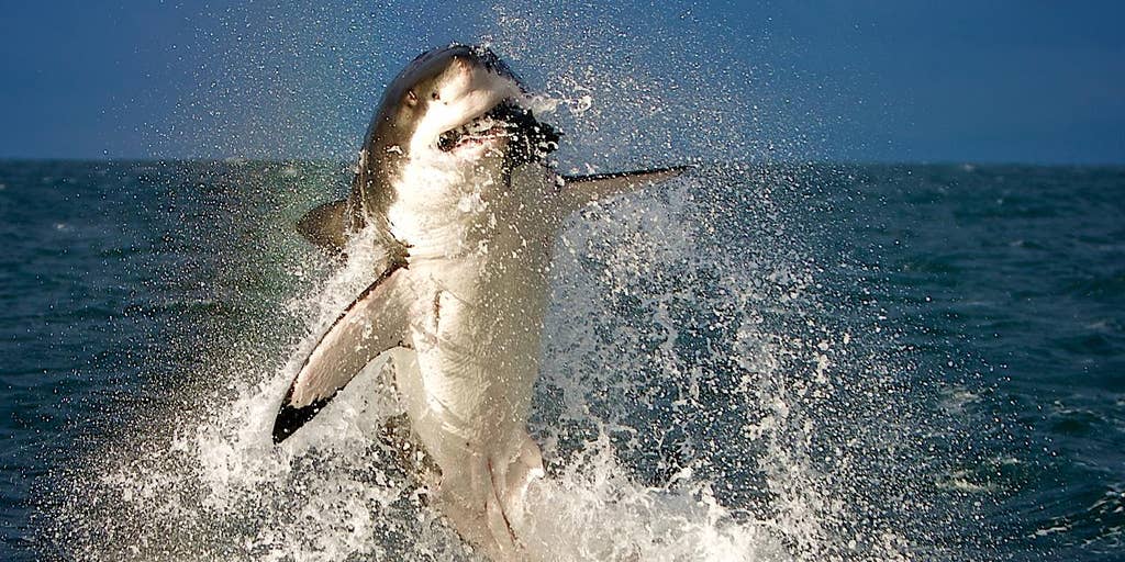 Great White Shark Jumping Out Of Water Wallpaper