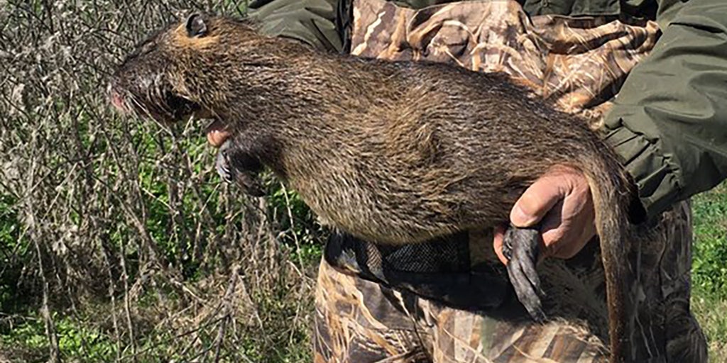 Invasive Rodent Nutria Haida Nativa Americana
