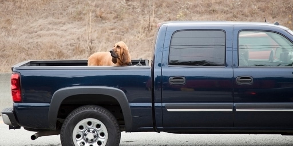 how many dogs die in truck beds