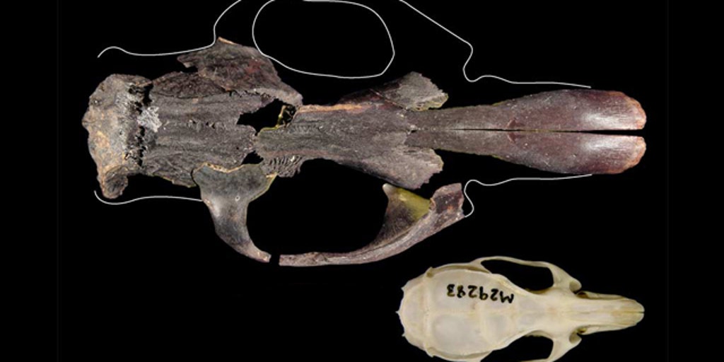 rat3.jpg?ve=1&tl=1