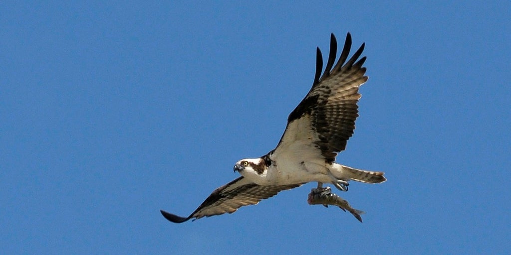 Wildlife photographer captures osprey carrying shark, carrying fish in 'one-in-a-trillion photograph' | Fox News